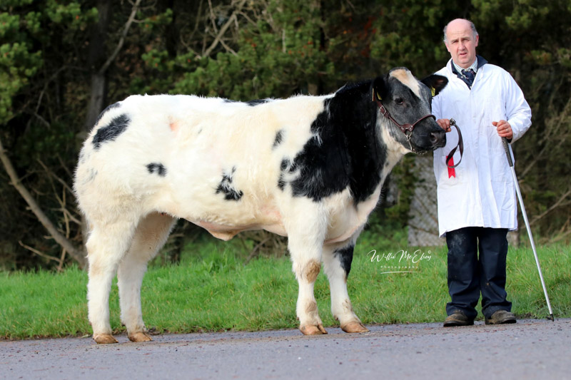 Ballyhossett Primrose